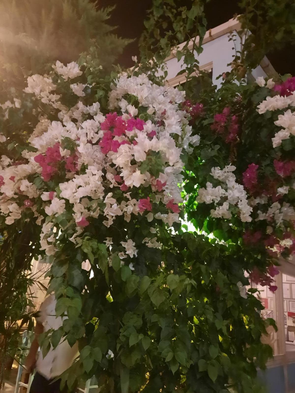Beyaz Apart Pansiyon Çeşme Exterior foto